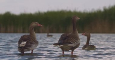 Erkek Mallard - Anas Platyrhynchos - Gölde Yüzme, Yavaş Hareket Görüntüsü
