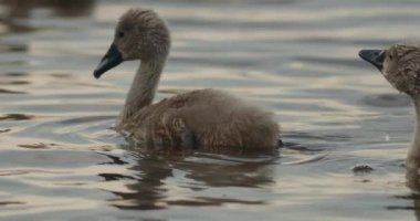 Genç Dilsiz Kuğu Kuşu - Kuğu Olor - Doğal Yaşam Alanında, Yavaş Hareket Görüntüsü