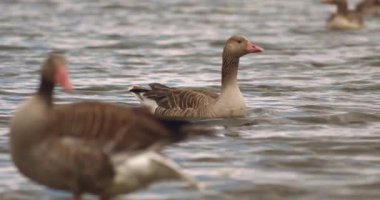 Yakın plan Mallard Duck, Anas Platyrhynchos on the Water, Slow Motion