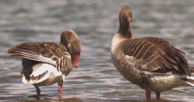 Yakın plan Mallard Duck, Anas Platyrhynchos on the Water, Slow Motion Image