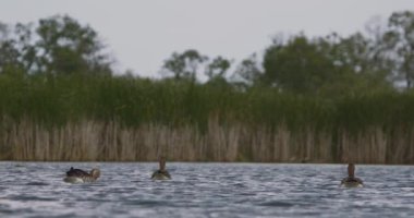 Erkek Mallard - Anas Platyrhynchos - Gölde Yüzme, Yavaş Hareket Görüntüsü