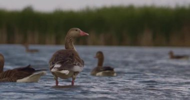 Erkek Mallard - Anas Platyrhynchos - Gölde Yüzme, Yavaş Hareket Görüntüsü
