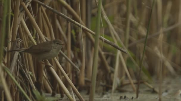Пташка Березі Озера Locustella Luscinioides Повільне Зображення Руху — стокове відео