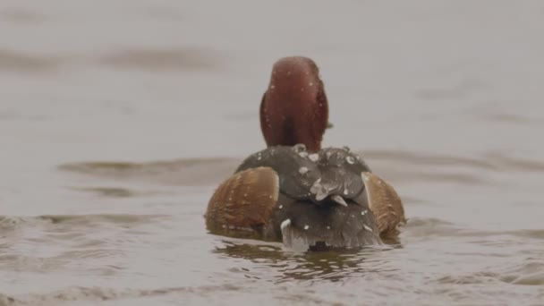 Ферругінова Качка Aythya Nyroca Плаває Неглибокому Озері Повільний Рух Зображення — стокове відео