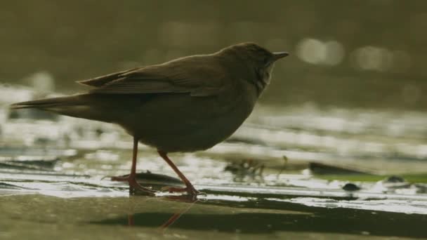 Savi Warbler Een Zingende Vogel Reed Locustella Luscinioides Afbeelding Van — Stockvideo