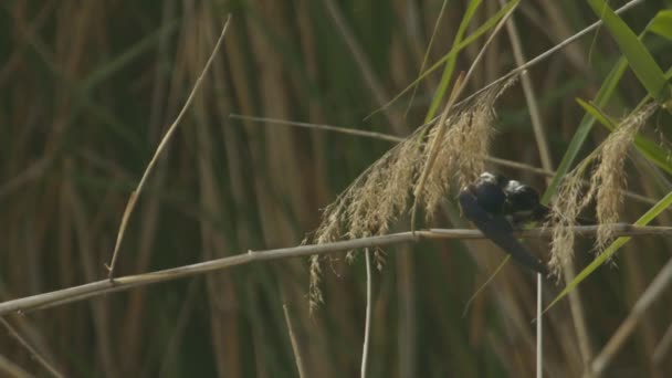 Barn Swallow Hirundo Rustica Wild — Stock Video
