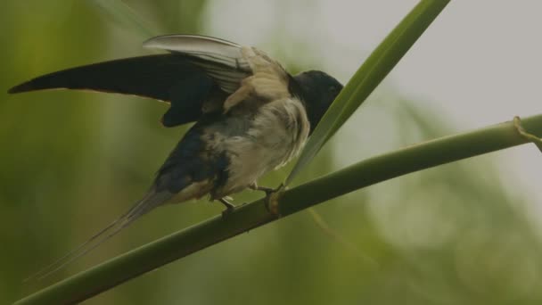 Barn Menelan Hirundo Rustica Bird Sits Reed — Stok Video