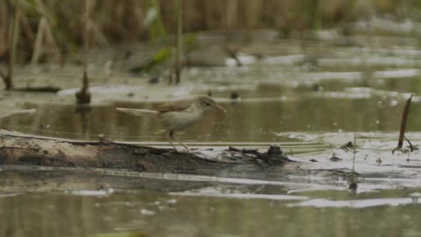 Pájaro Cantor Orilla Lago Locustella Luscinioides Imagen Cámara Lenta — Vídeos de Stock