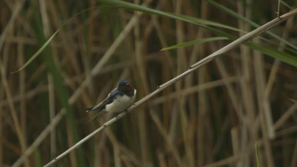 Rondine Fienile Hirundo Rustica Uccello Siede Una Canna Rallentare Immagine — Video Stock
