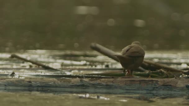 Savi Nin Warbler Sazlıkta Ötücü Kuş Locream Luscinioides Beslenme Yakın — Stok video
