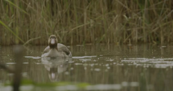 Θηλυκό Leucistic Mallard Duck Anas Platyrhynchos Αργή Κίνηση Εικόνα — Αρχείο Βίντεο
