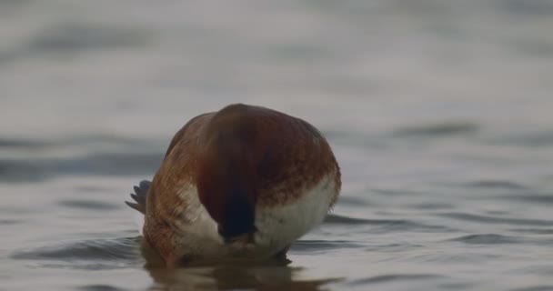 Die Eisenhaltige Ente Aythya Nyroca Auf Dem Teich Zeitlupe — Stockvideo