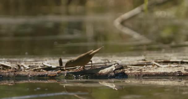 Songbird Foraging Shore Lake Locustella Luscinioides — Stock Video