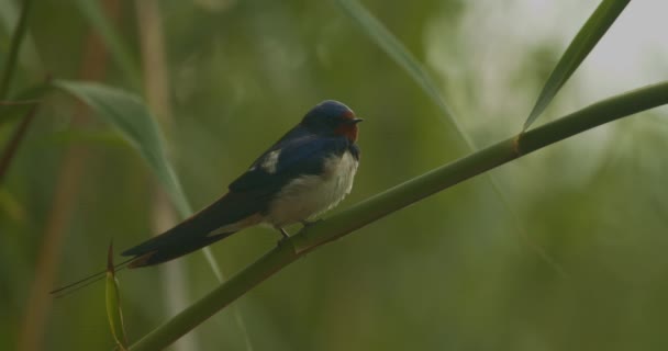 Engolir Celeiro Hirundo Rustica Pássaro Senta Uma Palheta — Vídeo de Stock