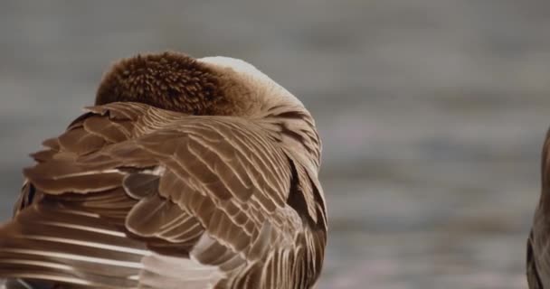 Κοντινό Πλάνο Mallard Duck Anas Platyrhynchos Στο Νερό Κοντινό Πλάνο — Αρχείο Βίντεο