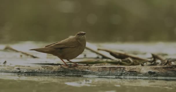 Savi Warbler Volwassen Vogel Locustella Luscinioides Aan Oever Van Een — Stockvideo