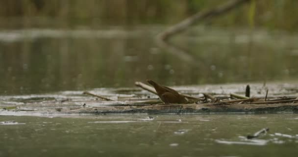 Savi Warbler Adult Bird Locustella Luscinioides Shore Lake — Stock Video
