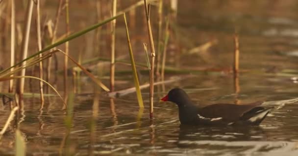 Mallard Duck Anas Platyrhynchos Water Close Image — Stock Video