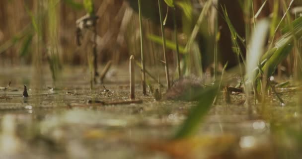 위험에 Arvicola Amphibius Reeds 슬로우 이미지 — 비디오