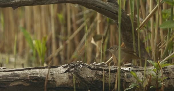 Warbler Savi Locustella Luscinioides Una Orilla Del Lago — Vídeo de stock
