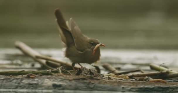 Songbird Oever Van Een Meer Locustella Luscinioides — Stockvideo