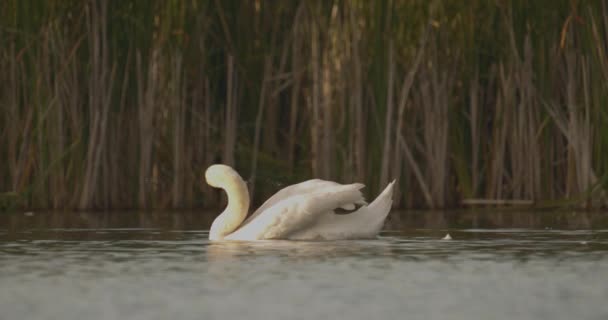 Cygne Muet Oiseau Cygnus Olor Dans Habitat Naturel Image Ralenti — Video