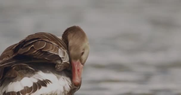 Oiseau Chanteur Nourrissant Sur Rive Lac Locustella Luscinioides — Video
