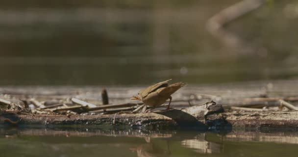 Pájaro Cantor Alimentándose Orilla Lago Locustella Luscinioides — Vídeo de stock
