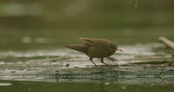 Oiseau Chanteur Sur Rive Lac Locustella Luscinioides Image Ralenti — Video