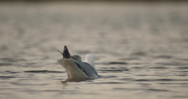 Ευρωπαϊκό Γλάρο Larus Argentatus Σίτιση Στη Λίμνη Αργή Κίνηση Εικόνας — Αρχείο Βίντεο