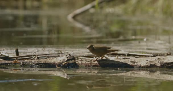 Songbird Αναζήτηση Στην Όχθη Μιας Λίμνης Λοκουστέλλα Λουσκινιώδης — Αρχείο Βίντεο
