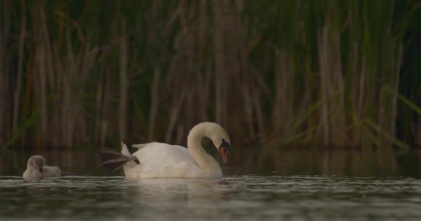 Mute Swan Bird Cygnus Olor Φυσικό Περιβάλλον Αργή Κίνηση Εικόνας — Αρχείο Βίντεο