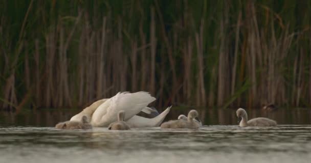 白天鹅家庭 有年幼的白天鹅 天鹅绒色 — 图库视频影像