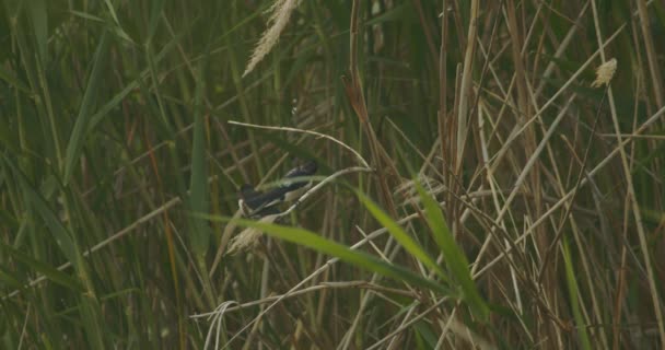Due Barn Swallow Hirundo Rustica Uccello Siede Una Canna Rallentare — Video Stock
