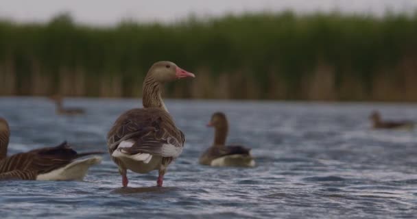 Αρσενικό Mallard Anas Platyrhynchos Κολύμβηση Λίμνη Αργή Κίνηση Εικόνα — Αρχείο Βίντεο