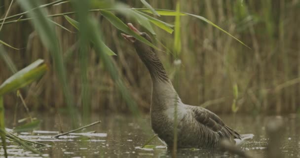 Adult Leucistic Female Mallard Duck Anas Platyrhynchos Slow Motion Image — Stock Video