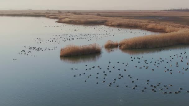 Grey Goose Flock Water Sunset Anser Anser Aerial View — Stock Video