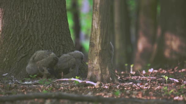 Chouette Aigle Bubo Bubo Poussins Base Arbre Dans Forêt — Video