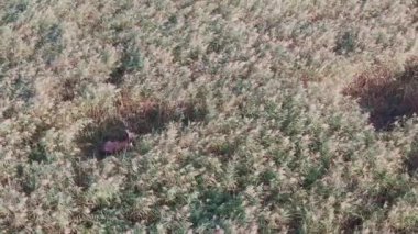 Bataklıktaki Kızıl Geyik sürüsünün (Cervus Elaphus) ve sazlıkların havadan görünüşü.