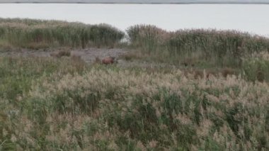 Bataklıktaki Kızıl Geyik sürüsünün (Cervus Elaphus) ve sazlıkların havadan görünüşü.