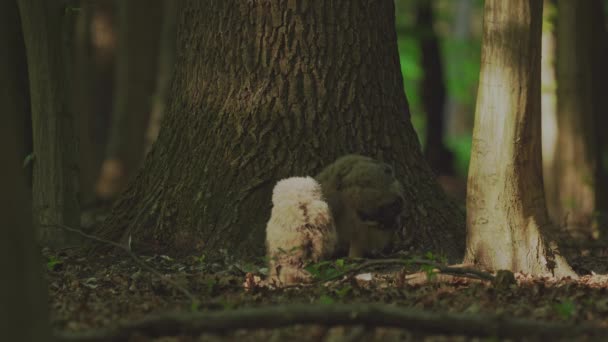 Орлиная Сова Bubo Bubo Птенцы Основания Дерева Лесу — стоковое видео