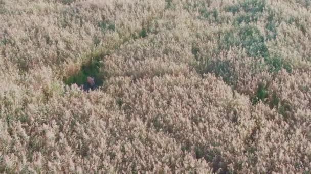 Aerial View Herd Red Deer Cervus Elaphus Marsh Reedbeds — Stock Video
