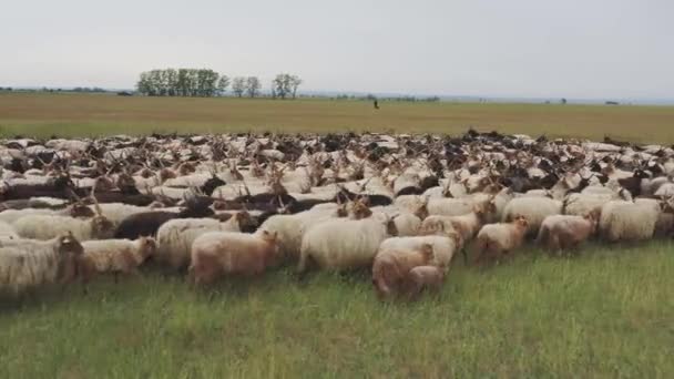 Herd Domestic Sheep Ovis Aries Farm — Stock Video
