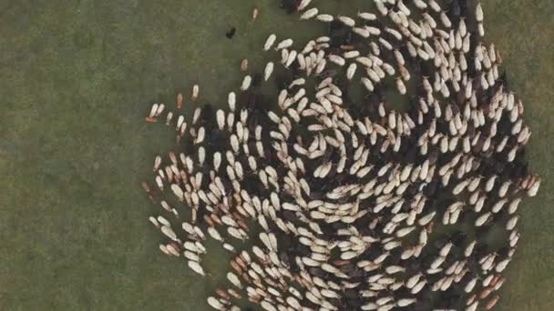 羊の群れ空中 牡羊座 — ストック動画