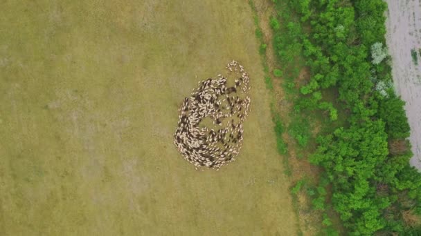 Herd Sheep Aerial Ovis Aries — Stock Video