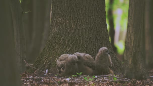 美丽的小乌胡猫头鹰在春天的森林里 在一棵树的底部 Bubo Bubo — 图库视频影像