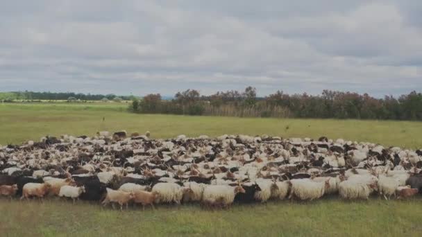 农场的家畜 Ovis Aries 饲养者 — 图库视频影像