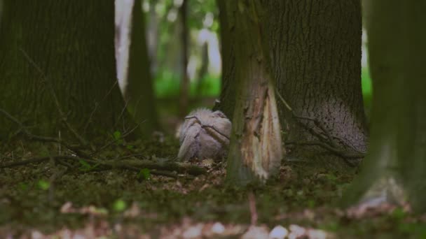 鹰猫头鹰 Bubo Bubo 小鸡在春天森林的一棵树下 — 图库视频影像