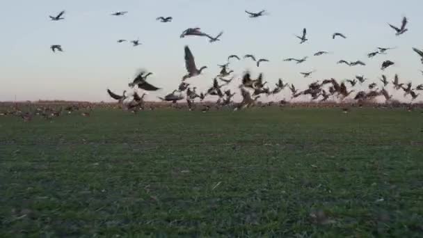 Grey Goose Flocks Birds Fly Field Spring Anser Anser — Stock Video