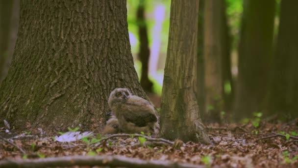 イーグルフクロウ ボウボウ 春の森の木の底でひよこ — ストック動画